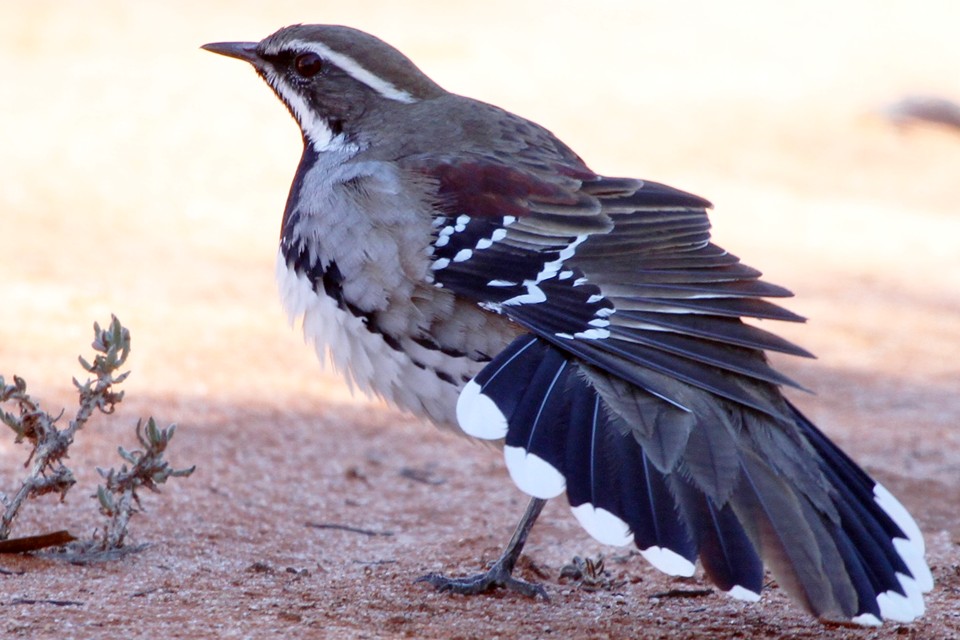 Chestnut Quail-thrush (Cinclosoma castanotum)